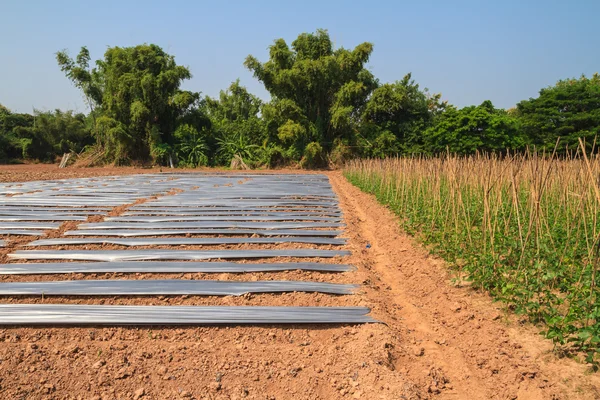 Yard long bean farm — Stock Photo, Image