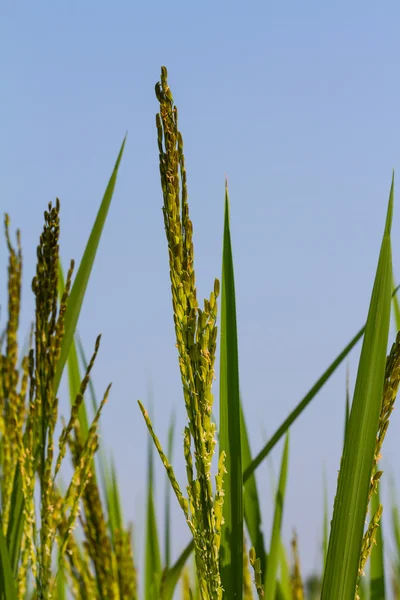 Rice against blue sky Stock Image