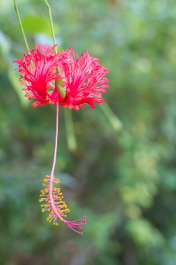 saçaklı hibiscus çiçek