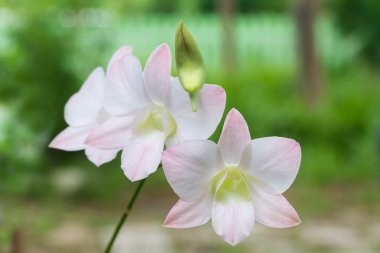 Pembe Faysal Dendrobium orkide çiçek