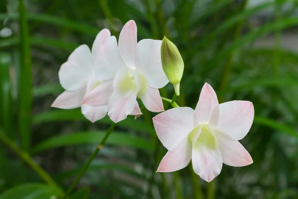 Rosa Dendrobium Faisal orkidé blomma — Stockfoto