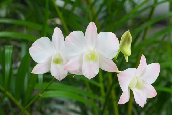 Rosa Dendrobium Faisal orchid blomst – stockfoto