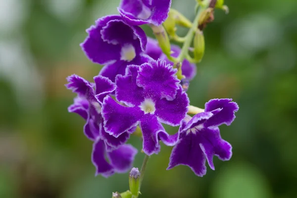 Purple blue Duranta or Golden dewdrop flower — Stock Photo, Image