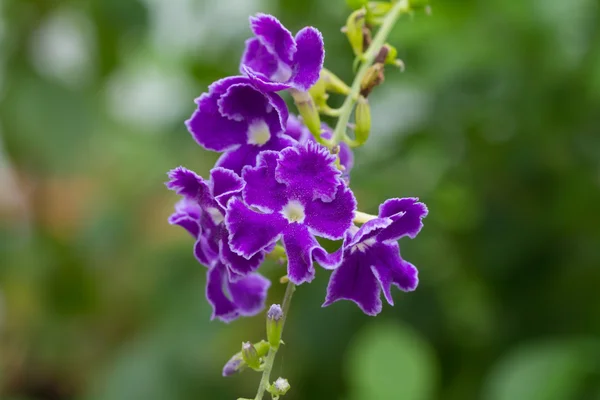 Lila blå Duranta eller Golden dewdrop blomma — Stockfoto