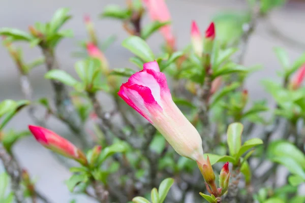 Adenium obesum nebo pouštní růže květ — Stock fotografie