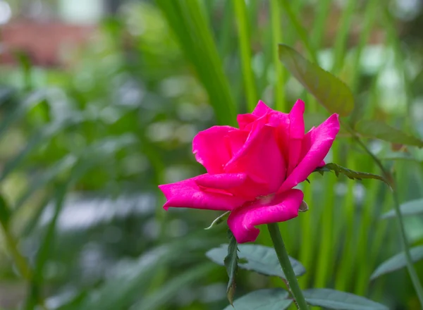 Rosa roja hermosa —  Fotos de Stock