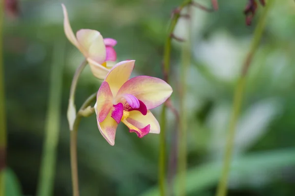 Orchidée du sol — Photo