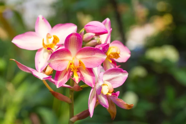 Orquídea do solo — Fotografia de Stock