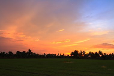 pirinç alan günbatımı