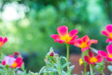 Ortak Semizotu, Verdolaga, Pigweed veya küçük Hogweed