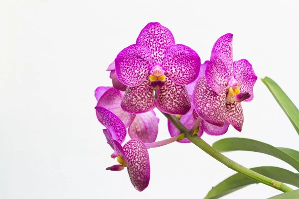 Lila Vanda Orchidee Blume auf weißem Hintergrund — Stockfoto
