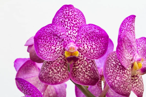 Purple vanda orchid flower on white background — Stock Photo, Image