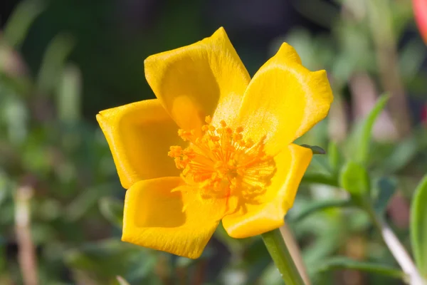 Purslane comum, Verdolaga, Pigweed, Little Hogweed flower — Fotografia de Stock