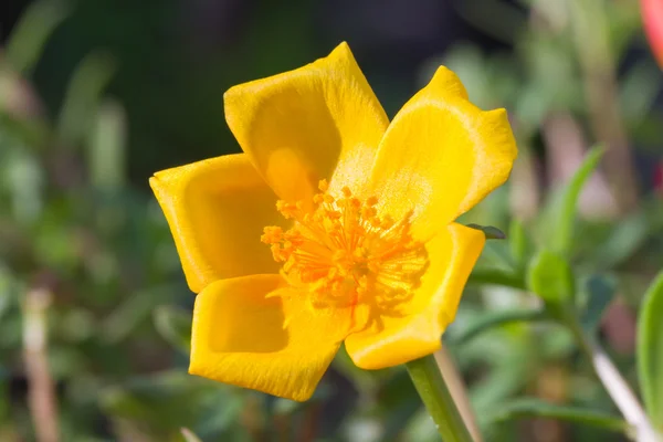 Portulak, Verdolaga, Schweinekraut, kleine Bärlauch-Blume — Stockfoto