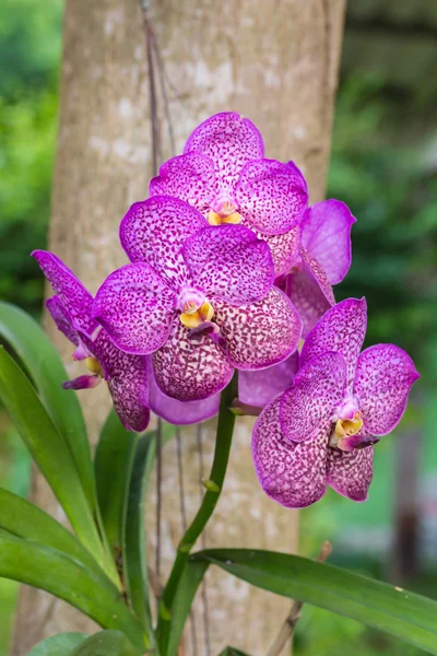 Fioletowy kwiat vanda orchidea — Zdjęcie stockowe