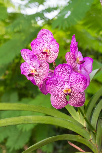 Fioletowy kwiat vanda orchidea — Zdjęcie stockowe