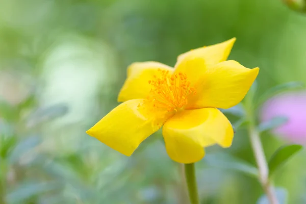 Portulak, Verdolaga, Schweinekraut, kleine Bärlauch-Blume — Stockfoto