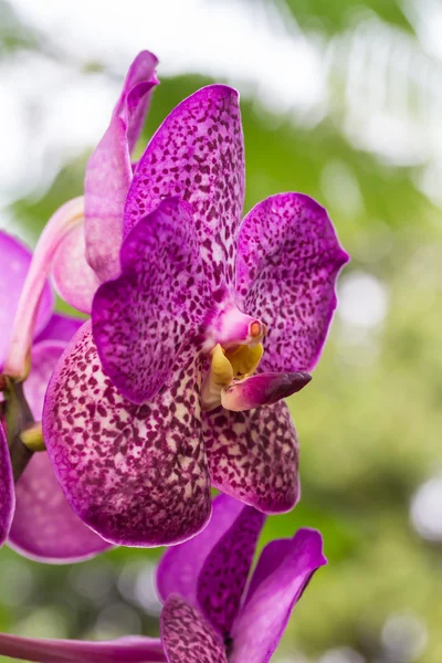 Violetti vandaorkidea kukka — kuvapankkivalokuva