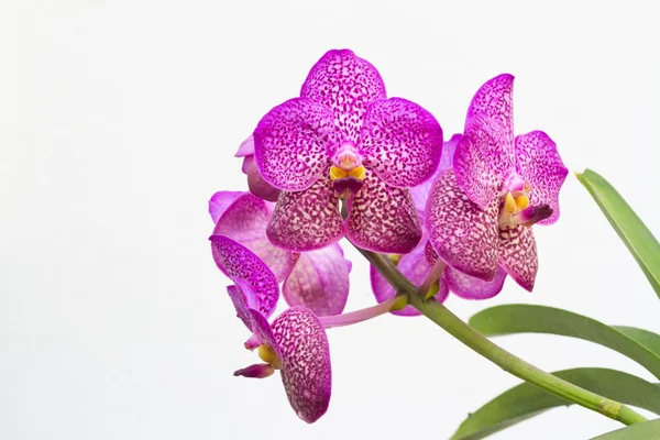 Fotos de Flor de orquídea vanda azul, Imagens de Flor de orquídea vanda azul  sem royalties | Depositphotos