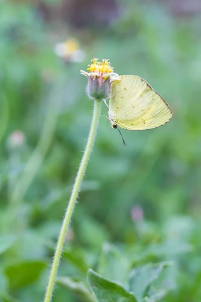 Spider eating butterfly — Stock Photo, Image