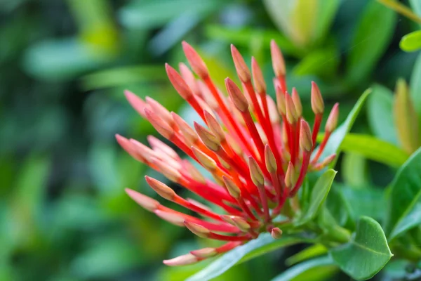 Selva geranio o flor de Ixora coccinea — Foto de Stock