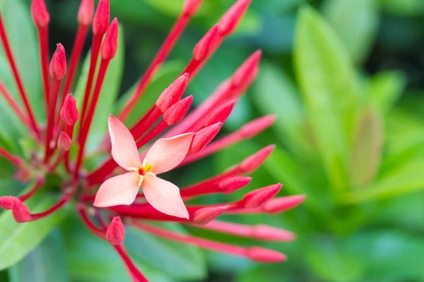 Jungle geranium or Ixora coccinea flower — Stock Photo, Image
