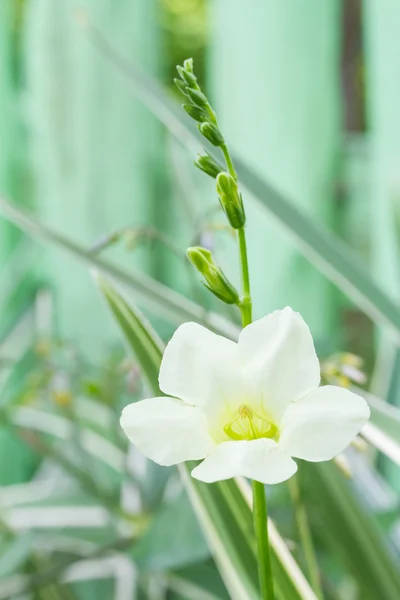 Justicia gangetica Blume — Stockfoto