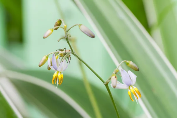 Flax lily flower — Stock Photo, Image