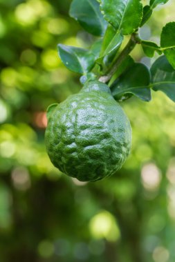 Bergamot veya Güney Afrika'da bir kabile kireç meyve