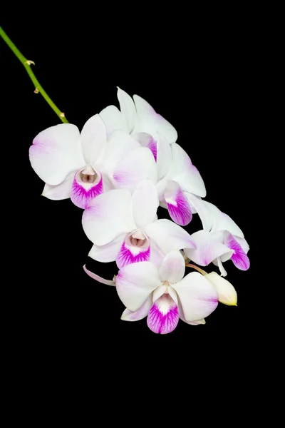 Dendrobium-Orchidee isoliert auf schwarzem Hintergrund — Stockfoto