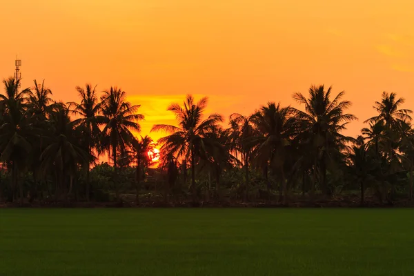 Sunset over the rice field — Stock Photo, Image