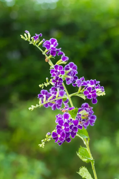 Violetti sininen duranta tai kultainen kastepisara kukka — kuvapankkivalokuva
