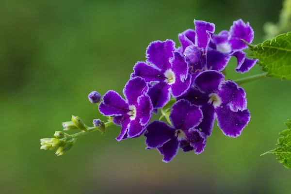 紫青ドゥランタまたは黄金露のしずく花 — ストック写真