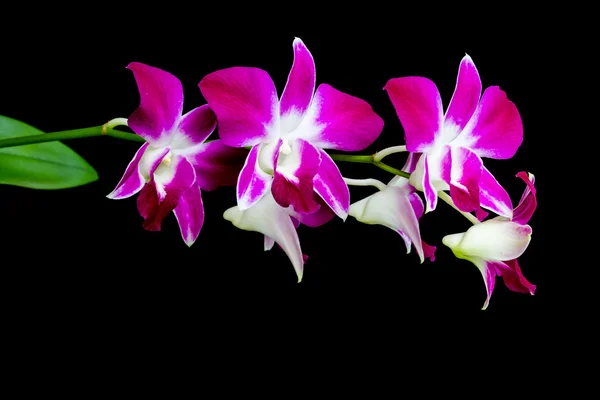 Orchidee Dendrobium geïsoleerd op zwarte achtergrond — Stockfoto