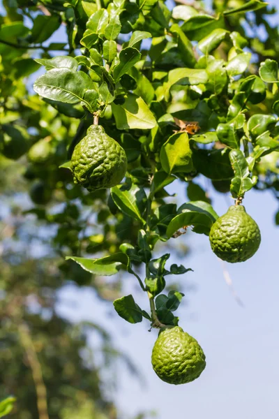 Bergamot or Kaffir Lime fruits — Stock Photo, Image