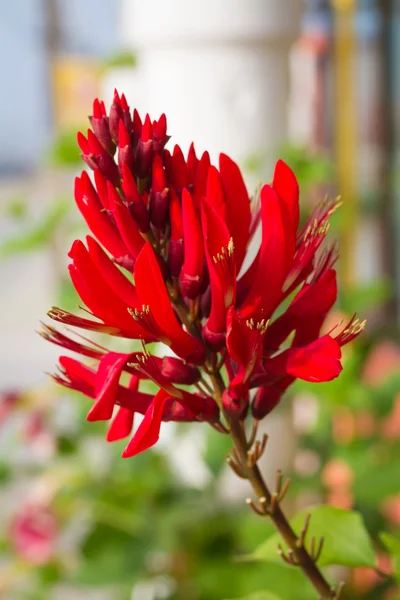 Flor de árbol de coral Cockspur o Erythrina crita-galli L . — Foto de Stock