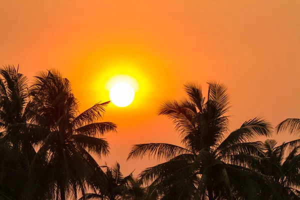 Sunset and coconut palm tree — Stock Photo, Image