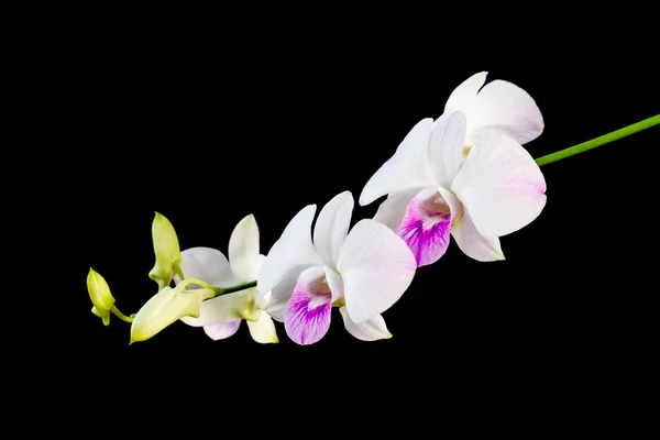 Dendrobium orchid isolated on black background — Stock Photo, Image