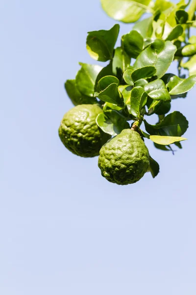 Bergamot or Kaffir Lime fruits — Stock Photo, Image