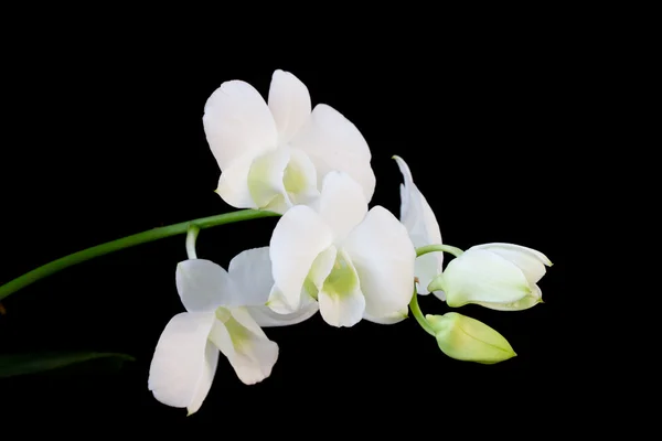 Dendrobium orchid isolated on black background — Stock Photo, Image