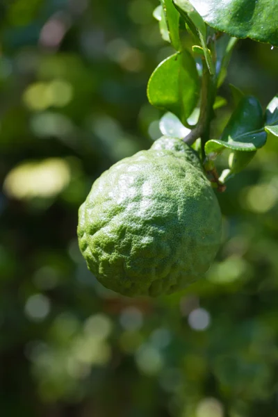 Bergamot 또는 카피 르 라임 과일 — 스톡 사진