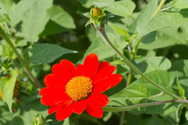 Mexican sunflower — Stock Photo, Image