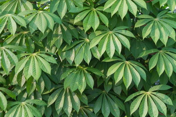 Cassava foglie sfondo — Foto Stock