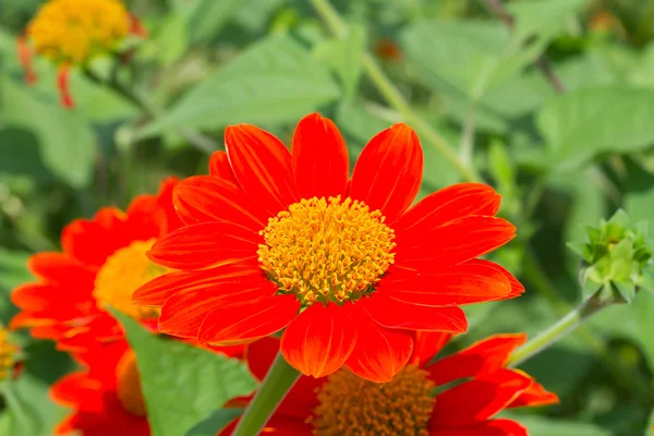 Mexican sunflower — Stock Photo, Image