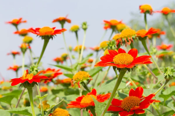 Mexican sunflower — Stock Photo, Image