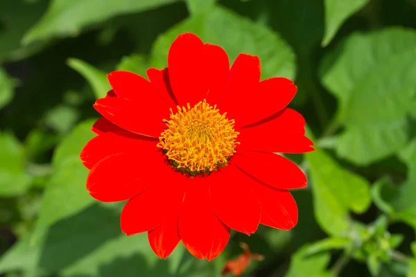 Mexican sunflower — Stock Photo, Image