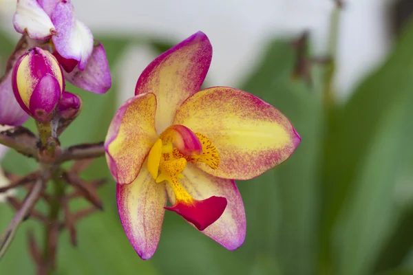 Spathoglottis Plicata purple orchids or ground orchid — Stock Photo, Image