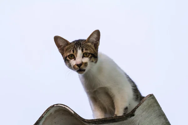 Cat on the roof — Stock Photo, Image