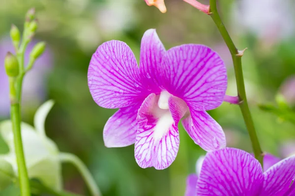 Orquídea de dendrobio —  Fotos de Stock