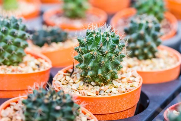 Cactus in vaso di fiori — Foto Stock